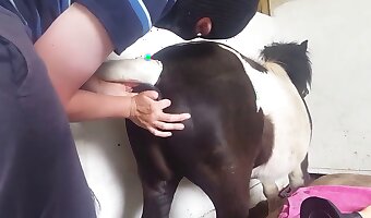 eşcinsel hayvan pornosu, insan ve hayvan pornosu